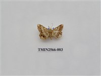 藏品(尺蛾69)的圖片